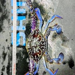 タイワンガザミ