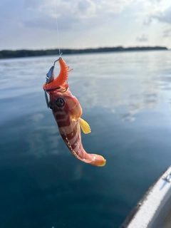 アカハタの釣果