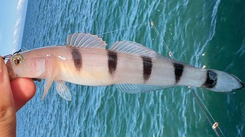 リュウグウハゼの釣果