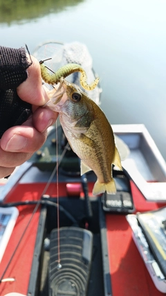 ラージマウスバスの釣果