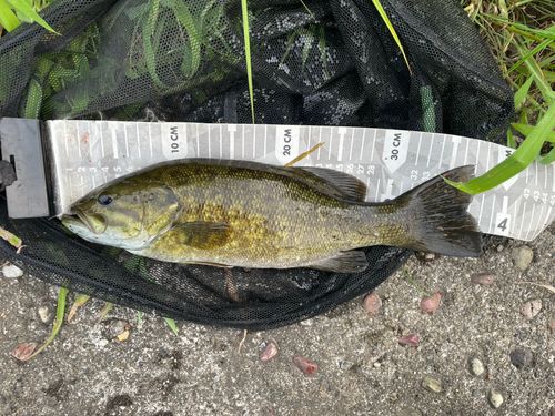 スモールマウスバスの釣果