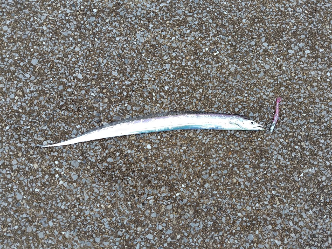 AbuGarcia エラディケーター ゼノモーフ ビッグチャップ EXMS-1001MMH