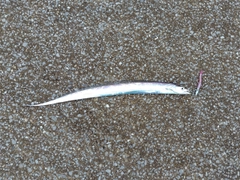 タチウオの釣果