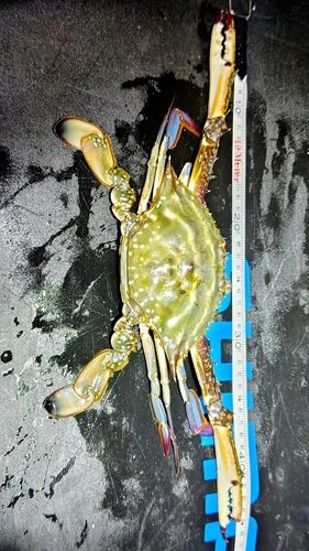 ガザミの釣果