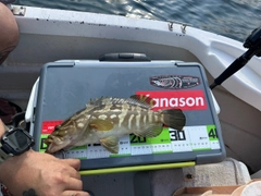 クエの釣果
