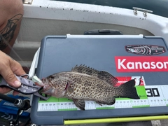 クエの釣果