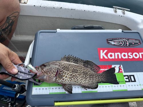 クエの釣果