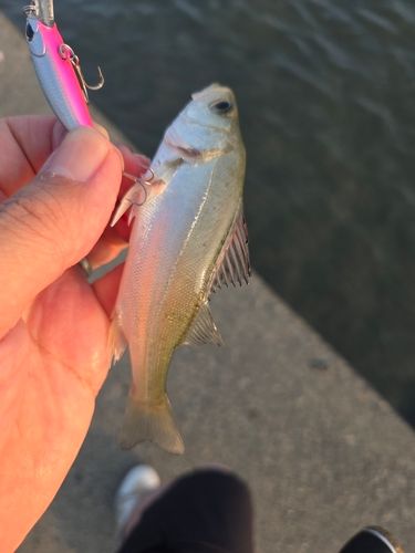 セイゴ（ヒラスズキ）の釣果