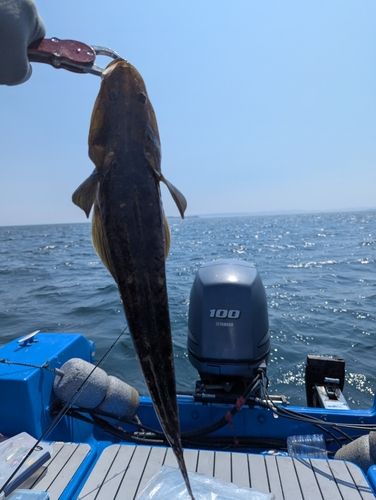 マゴチの釣果