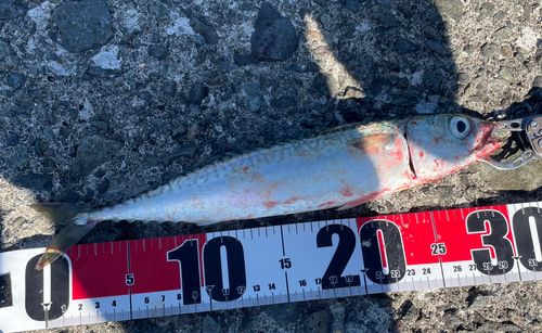 サバの釣果