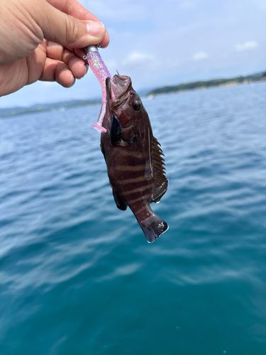 ヤミハタの釣果