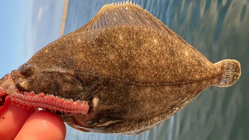 マガレイの釣果