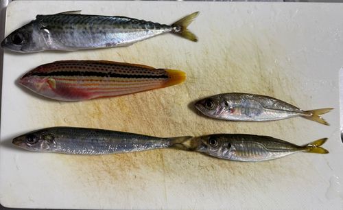 ベラの釣果