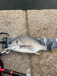 キビレの釣果