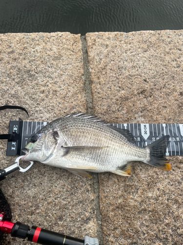 キビレの釣果