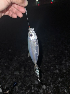 マアジの釣果