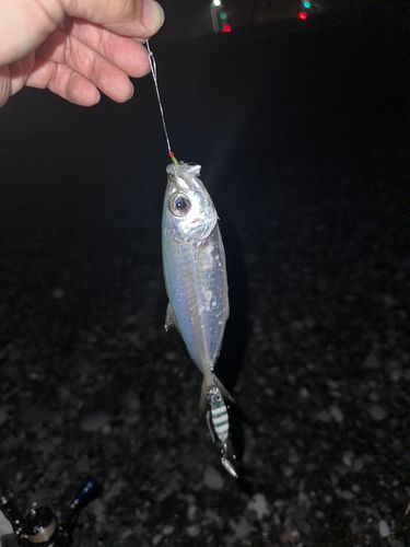 マアジの釣果