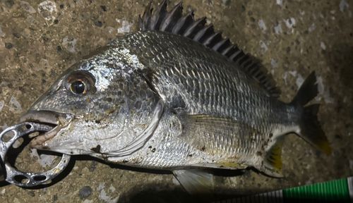 キビレの釣果