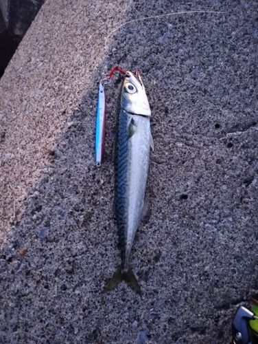 マサバの釣果