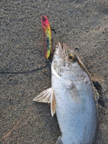 ショゴの釣果