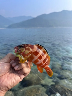 アカハタの釣果