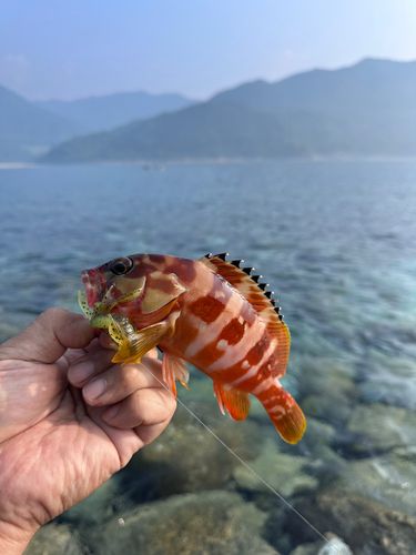 アカハタの釣果