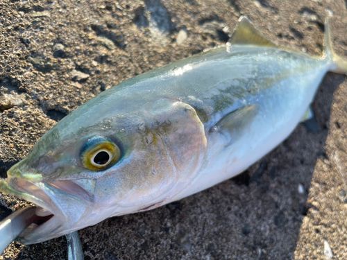 ワカシの釣果