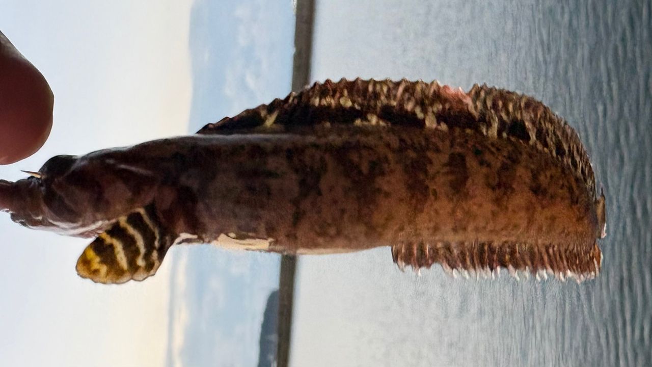 ムスジガジ