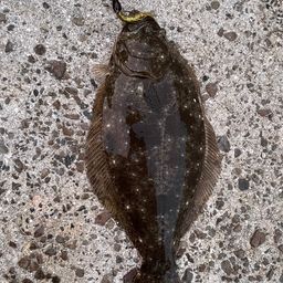 カレイ