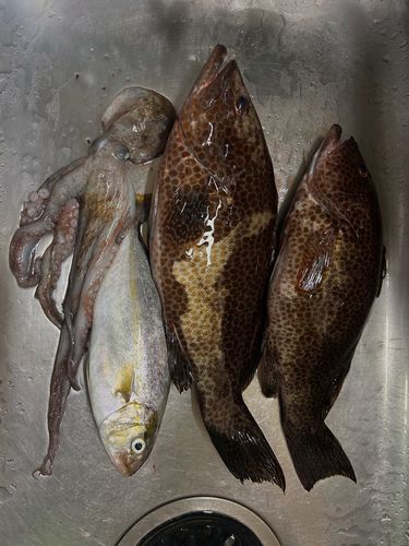 オオモンハタの釣果