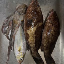 オオモンハタ