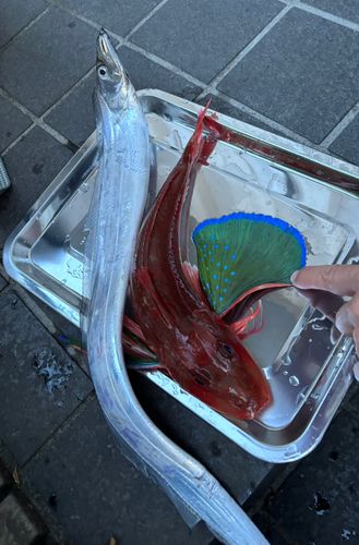 ホウボウの釣果