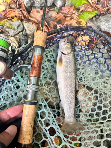 イワナの釣果