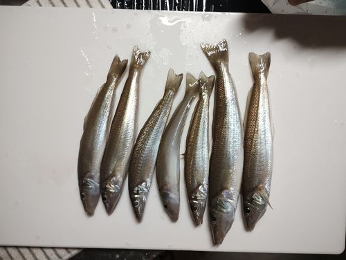 シロギスの釣果