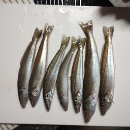 シロギス
