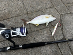 ネリゴの釣果