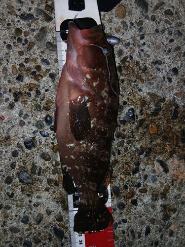 キジハタの釣果