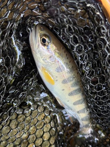アマゴの釣果
