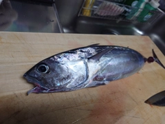 メジカの釣果