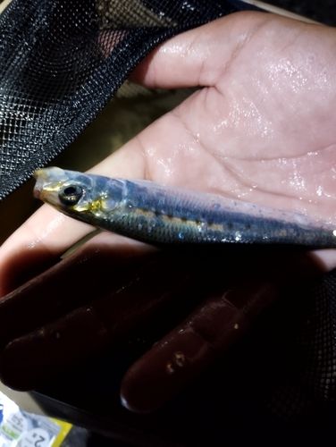 ウルメイワシの釣果