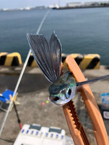 トビウオの釣果