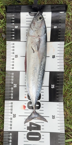 カツオの釣果