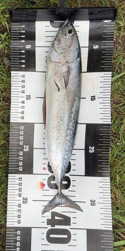 カツオの釣果
