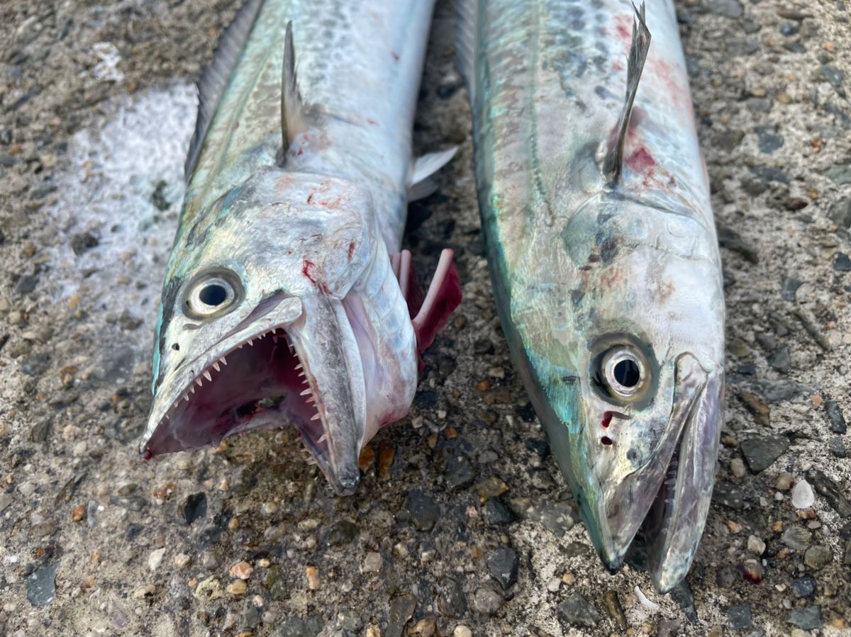 あお25さんの釣果 1枚目の画像