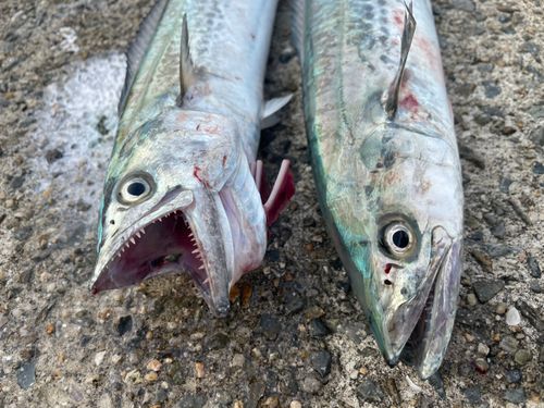 サゴシの釣果