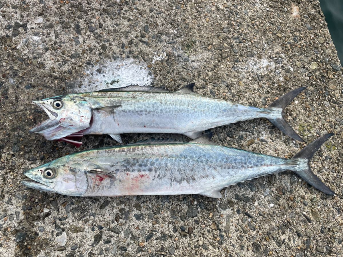あお25さんの釣果 2枚目の画像