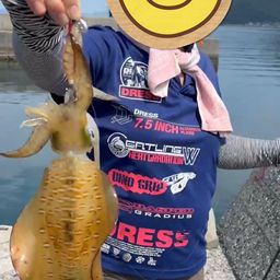 アオリイカ