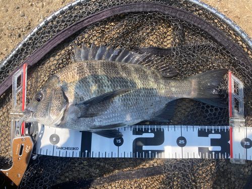チヌの釣果