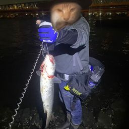 ボラ