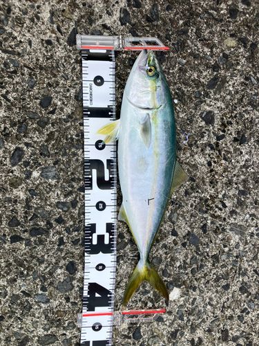 ヤズの釣果
